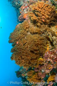 Black coral on Healthy Coral Reef, Antipatharia, Sea of Cortez, Antipatharia, Mikes Reef, Baja California, Mexico