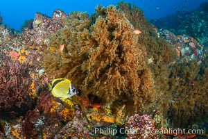 Black coral on Healthy Coral Reef, Antipatharia, Sea of Cortez, Antipatharia