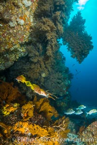 Black coral on Healthy Coral Reef, Antipatharia, Sea of Cortez. Baja California, Mexico, Antipatharia, natural history stock photograph, photo id 33693