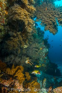 Black coral on Healthy Coral Reef, Antipatharia, Sea of Cortez, Antipatharia