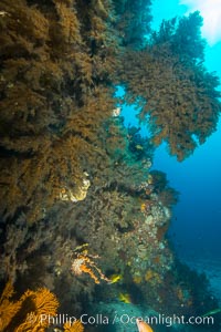 Black coral on Healthy Coral Reef, Antipatharia, Sea of Cortez, Antipatharia