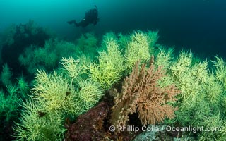 Black Coral on Rocky Reef, Unidentified species, isla San Pedro Martir, Midriff Islands, Sea of Cortez, Mexico, Isla San Pedro Martir, Sonora