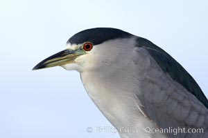 Black-crowned night heron, adult, Nycticorax nycticorax, San Diego, California