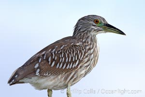 Black-crowned night heron, juvenile, Nycticorax nycticorax, San Diego, California