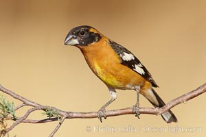 Black-headed grosbeak, male. Madera Canyon Recreation Area, Green Valley, Arizona. Pheucticus melanocephalus.