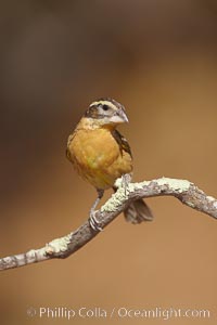 Black-headed grosbeak, female, Pheucticus melanocephalus, Madera Canyon Recreation Area, Green Valley, Arizona