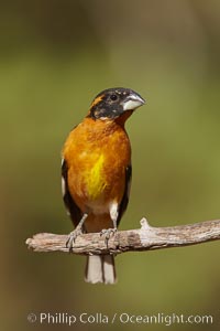 Black-headed grosbeak, male, Pheucticus melanocephalus, Madera Canyon Recreation Area, Green Valley, Arizona