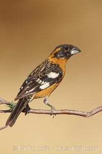 Black-headed grosbeak, male, Pheucticus melanocephalus, Madera Canyon Recreation Area, Green Valley, Arizona