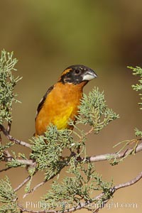 Black-headed grosbeak, male, Pheucticus melanocephalus, Madera Canyon Recreation Area, Green Valley, Arizona