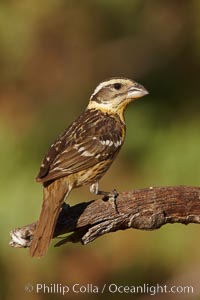 Black-headed grosbeak, female.