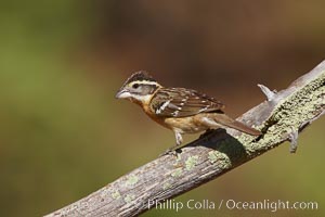 Black-headed grosbeak, female, Pheucticus melanocephalus, Madera Canyon Recreation Area, Green Valley, Arizona