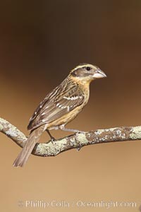 Black-headed grosbeak, female, Pheucticus melanocephalus, Madera Canyon Recreation Area, Green Valley, Arizona