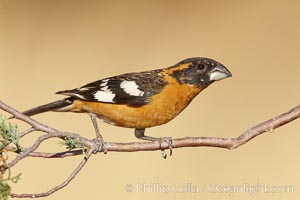 Black-headed grosbeak, male, Pheucticus melanocephalus, Madera Canyon Recreation Area, Green Valley, Arizona