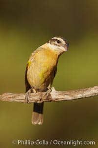 Black-headed grosbeak, female, Pheucticus melanocephalus, Madera Canyon Recreation Area, Green Valley, Arizona