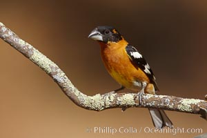 Black-headed grosbeak, male, Pheucticus melanocephalus, Madera Canyon Recreation Area, Green Valley, Arizona