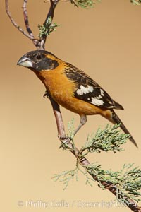 Black-headed grosbeak, male, Pheucticus melanocephalus, Madera Canyon Recreation Area, Green Valley, Arizona