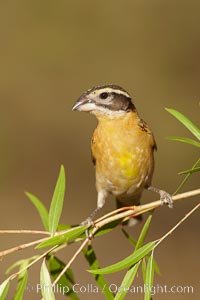 Black-headed grosbeak, female, Pheucticus melanocephalus, Madera Canyon Recreation Area, Green Valley, Arizona