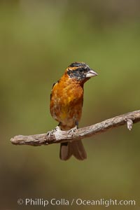 Black-headed grosbeak, male, Pheucticus melanocephalus, Madera Canyon Recreation Area, Green Valley, Arizona