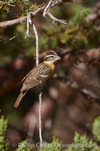 Black-headed grosbeak, female, Pheucticus melanocephalus, Madera Canyon Recreation Area, Green Valley, Arizona