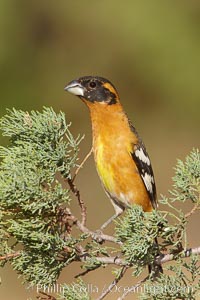 Black-headed grosbeak, male, Pheucticus melanocephalus, Madera Canyon Recreation Area, Green Valley, Arizona