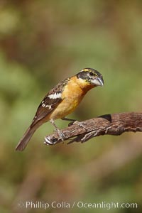 Black-headed grosbeak, immature, Pheucticus melanocephalus, Madera Canyon Recreation Area, Green Valley, Arizona