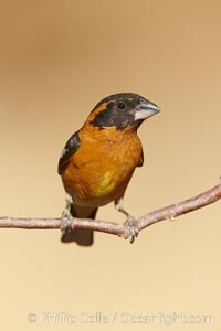 Black-headed grosbeak, male, Pheucticus melanocephalus, Madera Canyon Recreation Area, Green Valley, Arizona