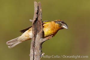 Black-headed grosbeak, immature, Pheucticus melanocephalus, Madera Canyon Recreation Area, Green Valley, Arizona