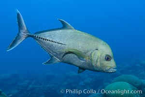 Black jack, or black trevally, Caranx lugubris, Clipperton Island. The black jack, Caranx lugubris, is a species of large ocean fish in the jack family Carangidae. The species has a circumtropical distribution, found in oceanic, offshore waters of the tropical zones of the Pacific, Atlantic and Indian Oceans