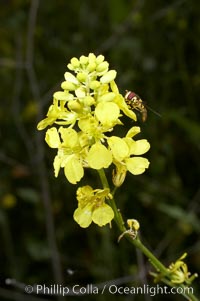 Black mustard, Batiquitos Lagoon, Carlsbad, Brassica nigra