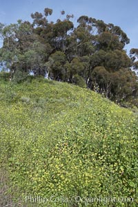 Black mustard, Batiquitos Lagoon, Carlsbad. California, USA, Brassica nigra, natural history stock photograph, photo id 11296