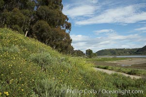 Black mustard, Batiquitos Lagoon, Carlsbad. California, USA, Brassica nigra, natural history stock photograph, photo id 11299