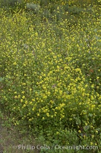 Black mustard, Batiquitos Lagoon, Carlsbad, Brassica nigra