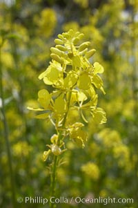 Black mustard, Batiquitos Lagoon, Carlsbad, Brassica nigra