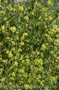 Black mustard, Batiquitos Lagoon, Carlsbad, Brassica nigra