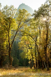 Black oaks in autumn in Yosemite National Park, fall colors, Quercus kelloggii, Quercus kelloggii