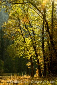 Black oaks in autumn in Yosemite National Park, fall colors, Quercus kelloggii, Quercus kelloggii