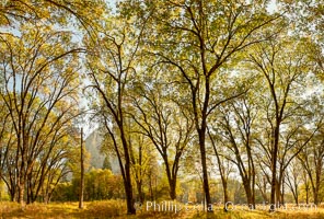 Black oaks in autumn in Yosemite National Park, fall colors, Quercus kelloggii, Quercus kelloggii