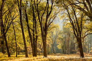 Black oaks in autumn in Yosemite National Park, fall colors, Quercus kelloggii, Quercus kelloggii