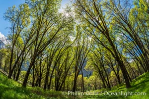 Black Oaks below El Capitan, Quercus kelloggii, El Capitan meadow, Yosemite Valley, Quercus kelloggii, Yosemite National Park, California