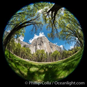 Black Oaks below El Capitan, Quercus kelloggii, El Capitan meadow, Yosemite Valley, Quercus kelloggii, Yosemite National Park, California