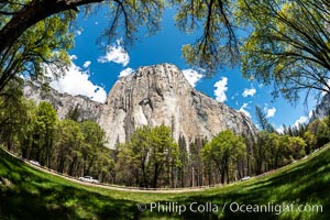 Black Oaks below El Capitan, Quercus kelloggii, El Capitan meadow, Yosemite Valley, Quercus kelloggii, Yosemite National Park, California