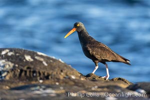 Black Oystercatcher foraging for food, Haematopus bachmani, La Jolla, California