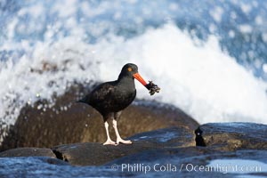 Black Oystercatcher foraging for food, Haematopus bachmani, Haematopus bachmani, La Jolla, California