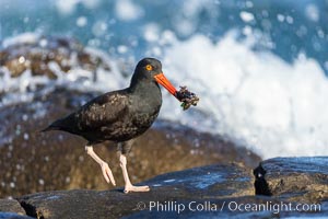 Black Oystercatcher foraging for food, Haematopus bachmani, Haematopus bachmani, La Jolla, California