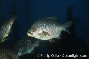 Black perch in kelp forest, Embiotoca jacksoni, San Clemente Island