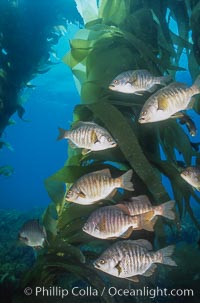 Black perch in kelp forest, Embiotoca jacksoni, San Clemente Island