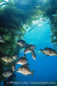 Black perch in kelp forest, Embiotoca jacksoni, San Clemente Island