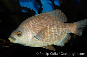 Black perch, Embiotoca jacksoni