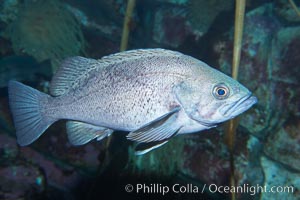 Black rockfish, also known as black bass, are popular sport fish.  They live up to 1200 feet (360m) deep but are usually found in water shallower than 300 feet (90m), often in schools, Sebastes melanops