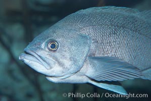 Black rockfish, Sebastes melanops